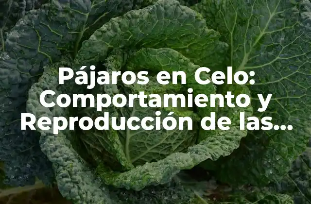Pájaros en Celo: Comportamiento y Reproducción de las Aves
