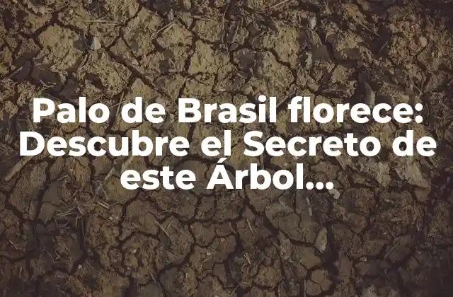 Palo de Brasil Florece: Descubre el Secreto de Este Árbol Emblemático