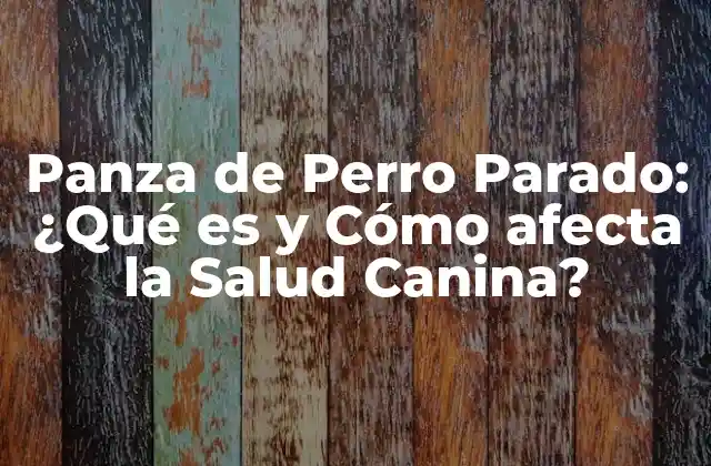 Panza de Perro Parado: ¿qué es y Cómo Afecta la Salud Canina?