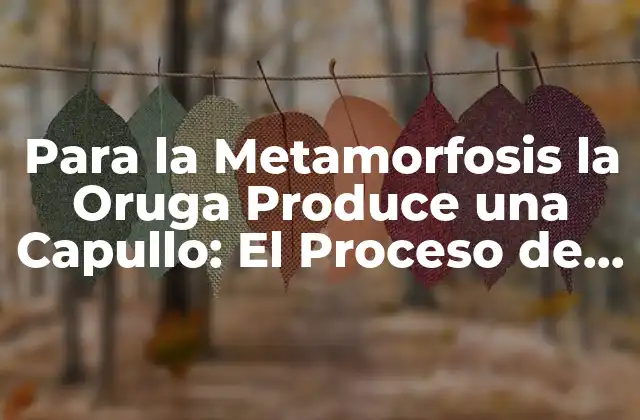 Para la Metamorfosis la Oruga Produce una Capullo: el Proceso de Transformación