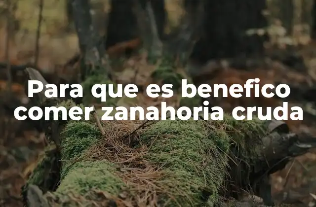 Para que es Benefico Comer Zanahoria Cruda 2 Los nutrientes esenciales que aporta la zanahoria cruda