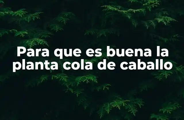 Para que es Buena la Planta Cola de Caballo