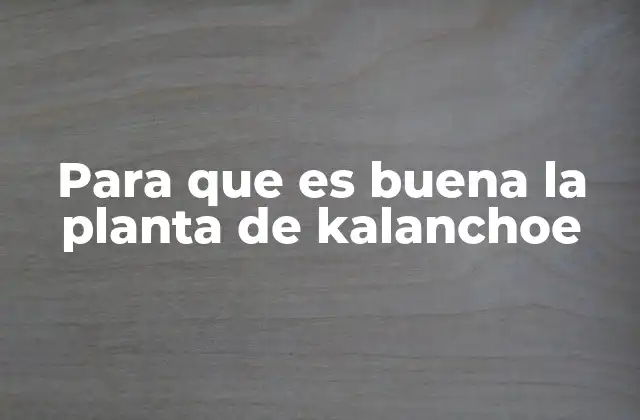Para que es Buena la Planta de Kalanchoe