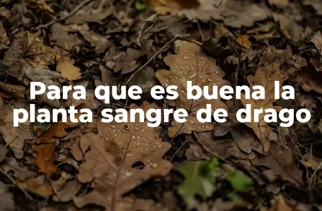 Para que es Buena la Planta Sangre de Drago