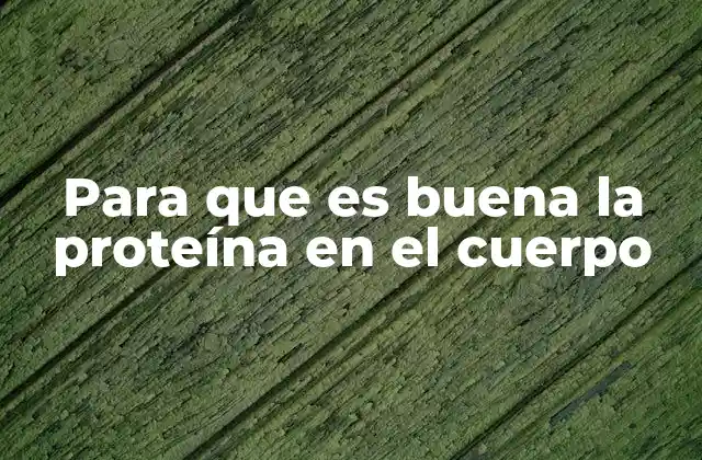 Para que es Buena la Proteína en el Cuerpo
