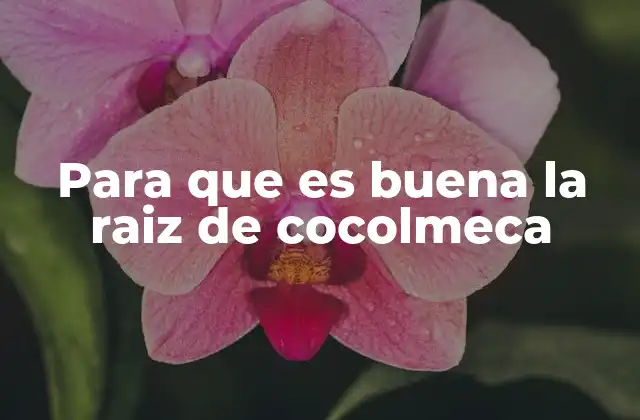 La raíz de cocolmeca y su papel en la salud femenina