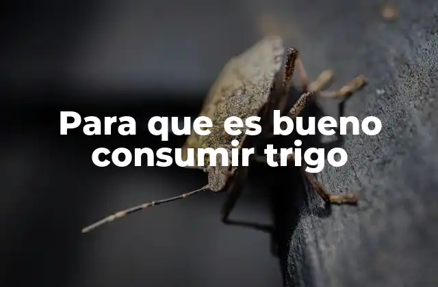 Para que es Bueno Consumir Trigo