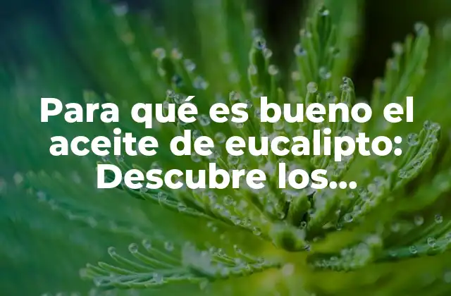 Para Qué es Bueno el Aceite de Eucalipto: Descubre los Beneficios Naturales Del Aceite Esencial de Eucalipto