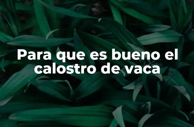 Para que es Bueno el Calostro de Vaca