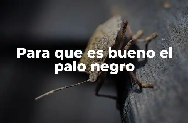 Para que es Bueno el Palo Negro