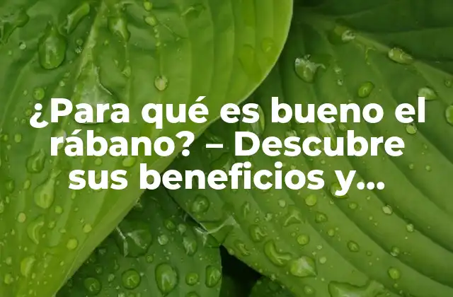 ¿para Qué es Bueno el Rábano? – Descubre Sus Beneficios y Propiedades