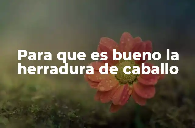 Para que es Bueno la Herradura de Caballo 2 La importancia de la herradura en la salud del caballo