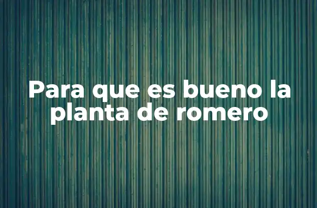 Para que es Bueno la Planta de Romero 2 Beneficios de la planta de romero para la salud