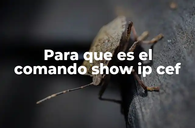 Para que es el Comando Show Ip Cef 2 La importancia de la tabla CEF en redes Cisco