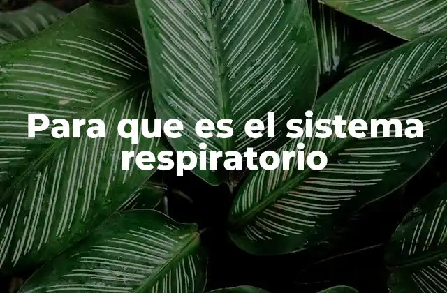 Para que es el Sistema Respiratorio