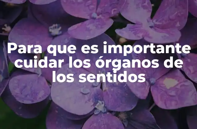 Para que es Importante Cuidar los Órganos de los Sentidos