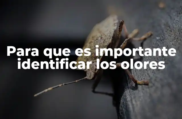 Para que es Importante Identificar los Olores