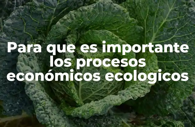 Para que es Importante los Procesos Económicos Ecologicos