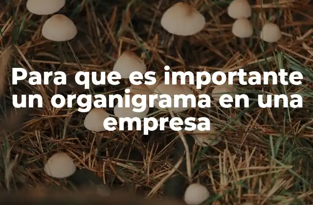 Para que es Importante un Organigrama en una Empresa