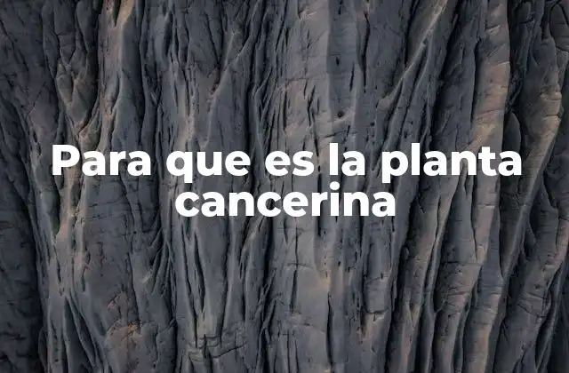 Para que es la Planta Cancerina