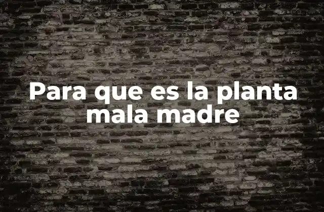 Para que es la Planta Mala Madre 2 Características y crecimiento de la mala madre
