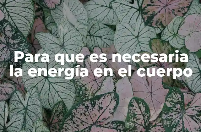 Para que es Necesaria la Energía en el Cuerpo