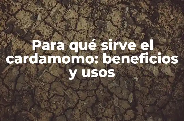 Para Qué Sirve el Cardamomo: Beneficios y Usos 2 Composición química y propiedades medicinales del cardamomo