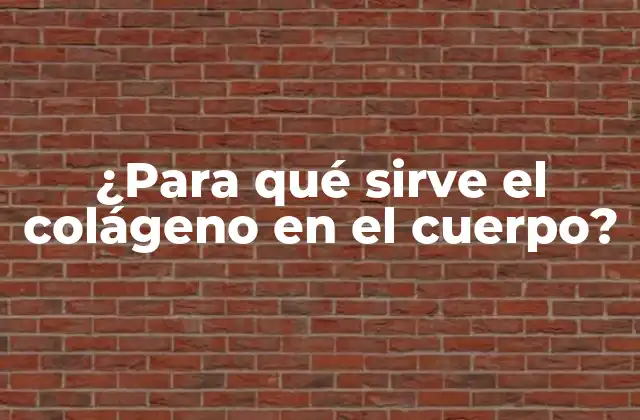 ¿para Qué Sirve el Colágeno en el Cuerpo?