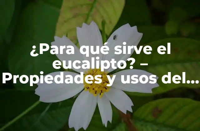 ¿para Qué Sirve el Eucalipto? – Propiedades y Usos Del Eucalipto