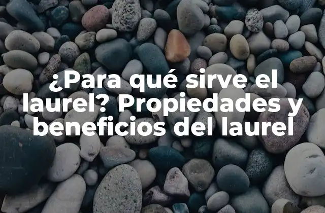¿para Qué Sirve el Laurel? Propiedades y Beneficios Del Laurel