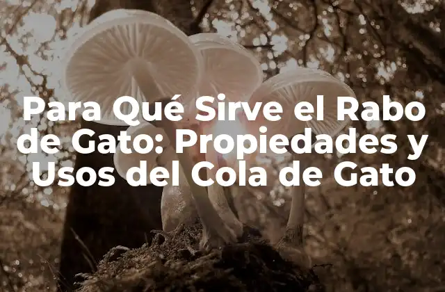 Para Qué Sirve el Rabo de Gato: Propiedades y Usos Del Cola de Gato