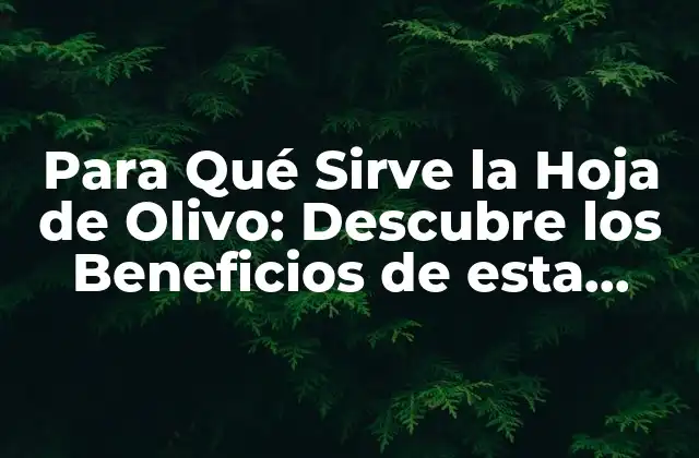 Para Qué Sirve la Hoja de Olivo: Descubre los Beneficios de Esta Hierba Milagrosa