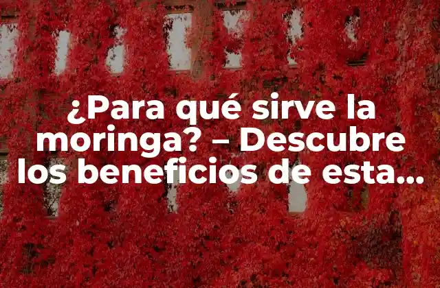 ¿para Qué Sirve la Moringa? – Descubre los Beneficios de Esta Planta Milagrosa