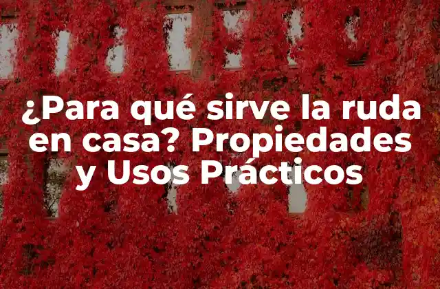 ¿para Qué Sirve la Ruda en Casa? Propiedades y Usos Prácticos