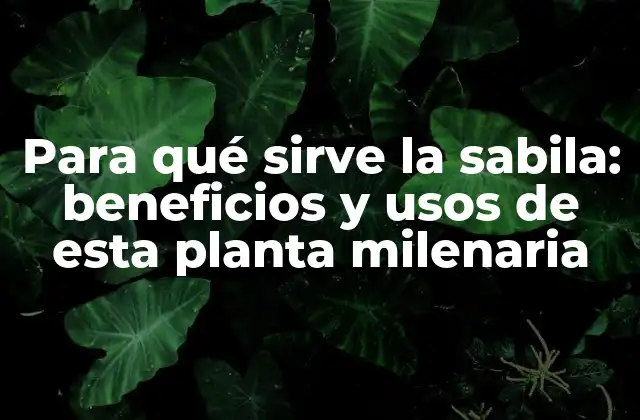 Para Qué Sirve la Sabila: Beneficios y Usos de Esta Planta Milenaria