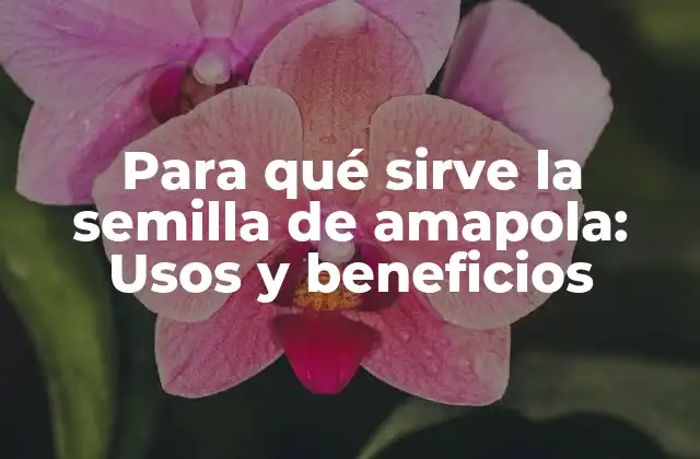 Propiedades nutricionales de la semilla de amapola