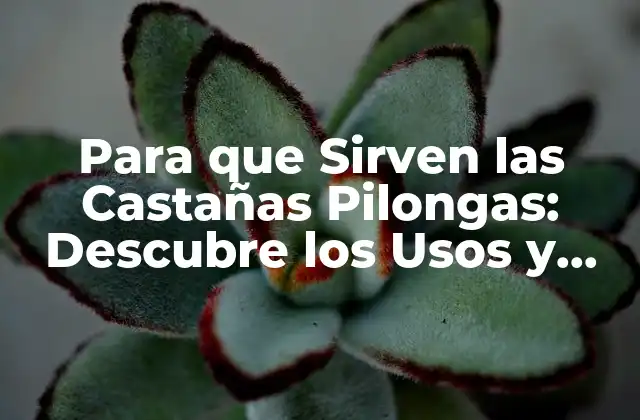 Para que Sirven las Castañas Pilongas: Descubre los Usos y Beneficios
