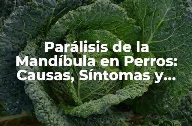 Parálisis de la Mandíbula en Perros: Causas, Síntomas y Tratamiento