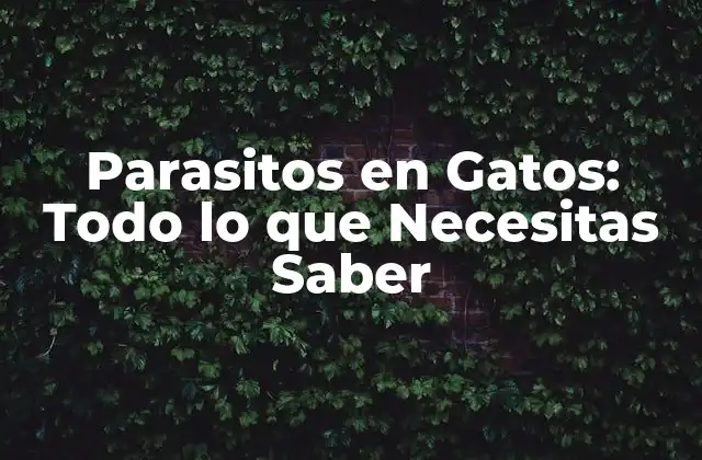 Parasitos en Gatos: Todo Lo que Necesitas Saber