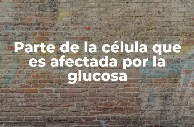 Parte de la Célula que es Afectada por la Glucosa