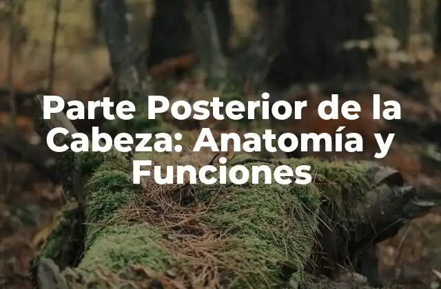 Parte Posterior de la Cabeza: Anatomía y Funciones