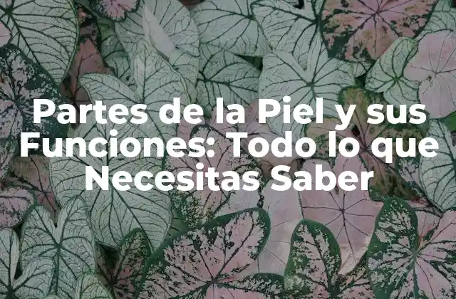 Partes de la Piel y Sus Funciones: Todo Lo que Necesitas Saber
