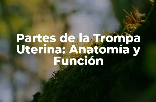 Partes de la Trompa Uterina: Anatomía y Función