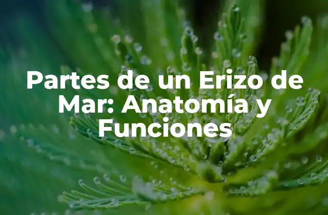 Partes de un Erizo de Mar: Anatomía y Funciones 2 La Cúpula: La Protección del Erizo de Mar