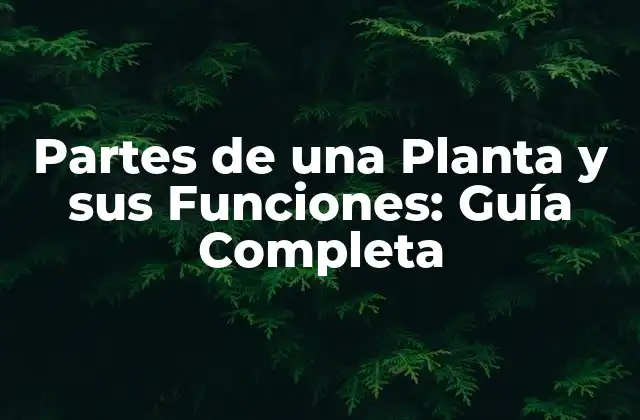 Partes de una Planta y Sus Funciones: Guía Completa