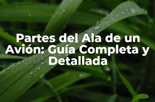 Partes Del Ala de un Avión: Guía Completa y Detallada