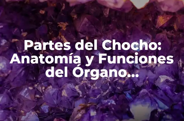 Partes Del Chocho: Anatomía y Funciones Del Órgano Reproductor Masculino