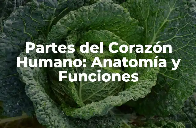 Partes Del Corazón Humano: Anatomía y Funciones 2 La Cápsula Fibrosa: La Capa Externa del Corazón