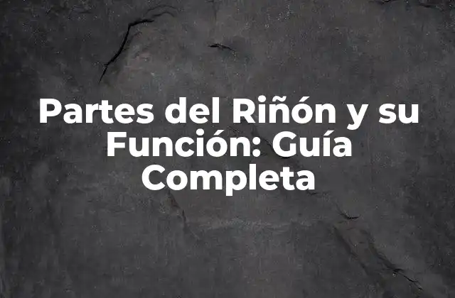 Partes Del Riñón y Su Función: Guía Completa