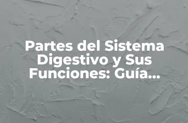 Partes Del Sistema Digestivo y Sus Funciones: Guía Completa